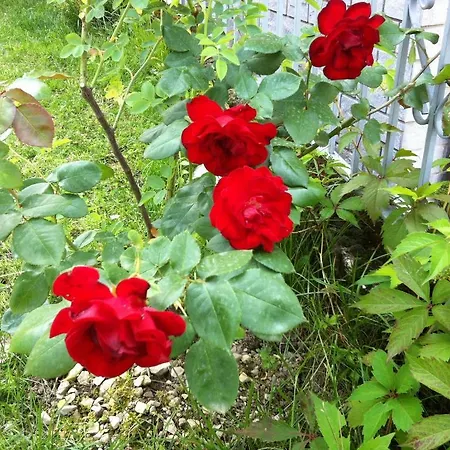 Cherry En Rose Oda ve Kahvaltı 3*