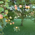 Bed and Breakfast Cherry En Rose