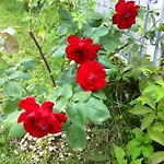 Cherry En Rose Bed and Breakfast 3*