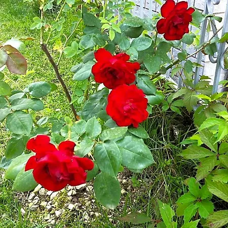 Bed & Breakfast Cherry En Rose Lezzeno
