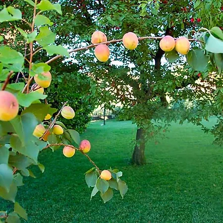 Bed & Breakfast Cherry En Rose Lezzeno