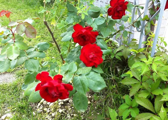 Cherry En Rose Oda ve Kahvaltı 3*