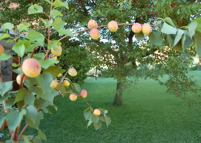 Bed and Breakfast Cherry En Rose